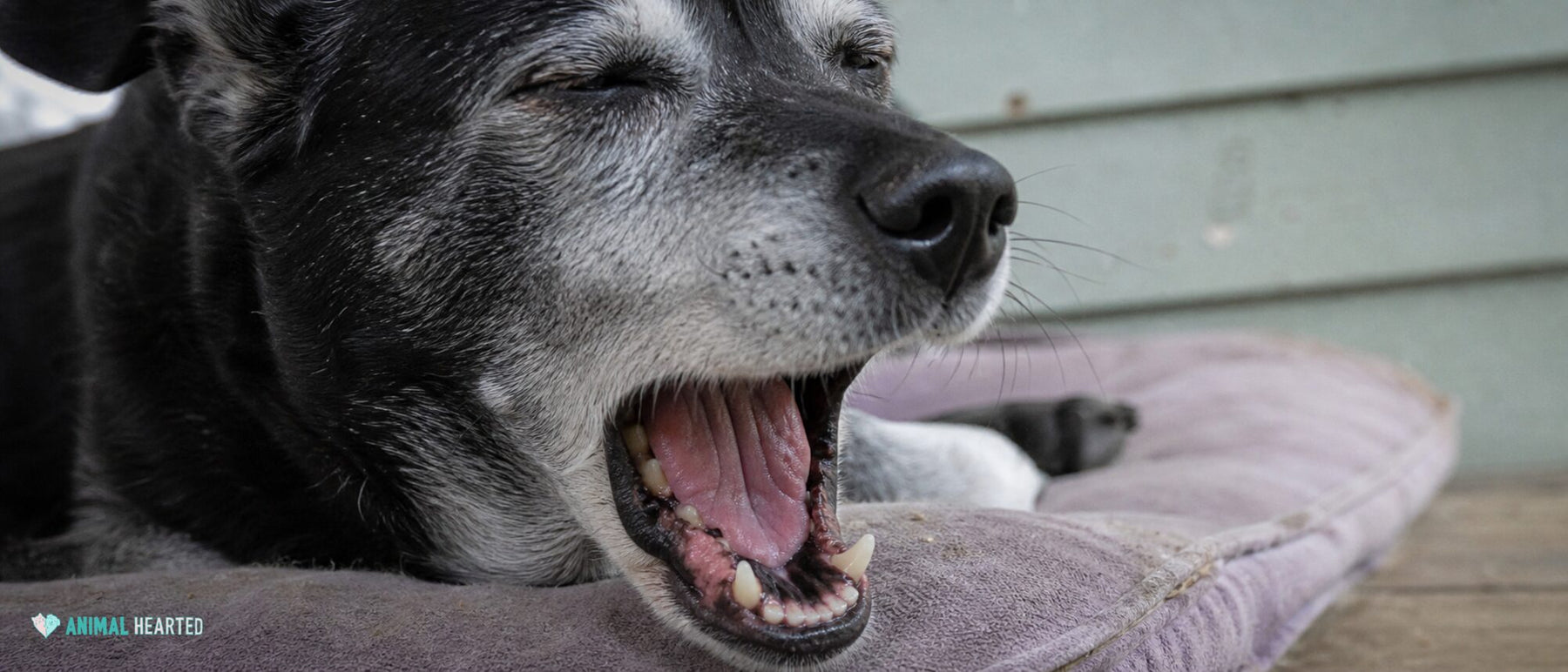 An older rescue dog yawns naturally while resting outside