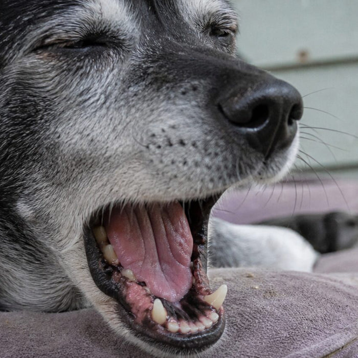 An older rescue dog yawns naturally while resting outside