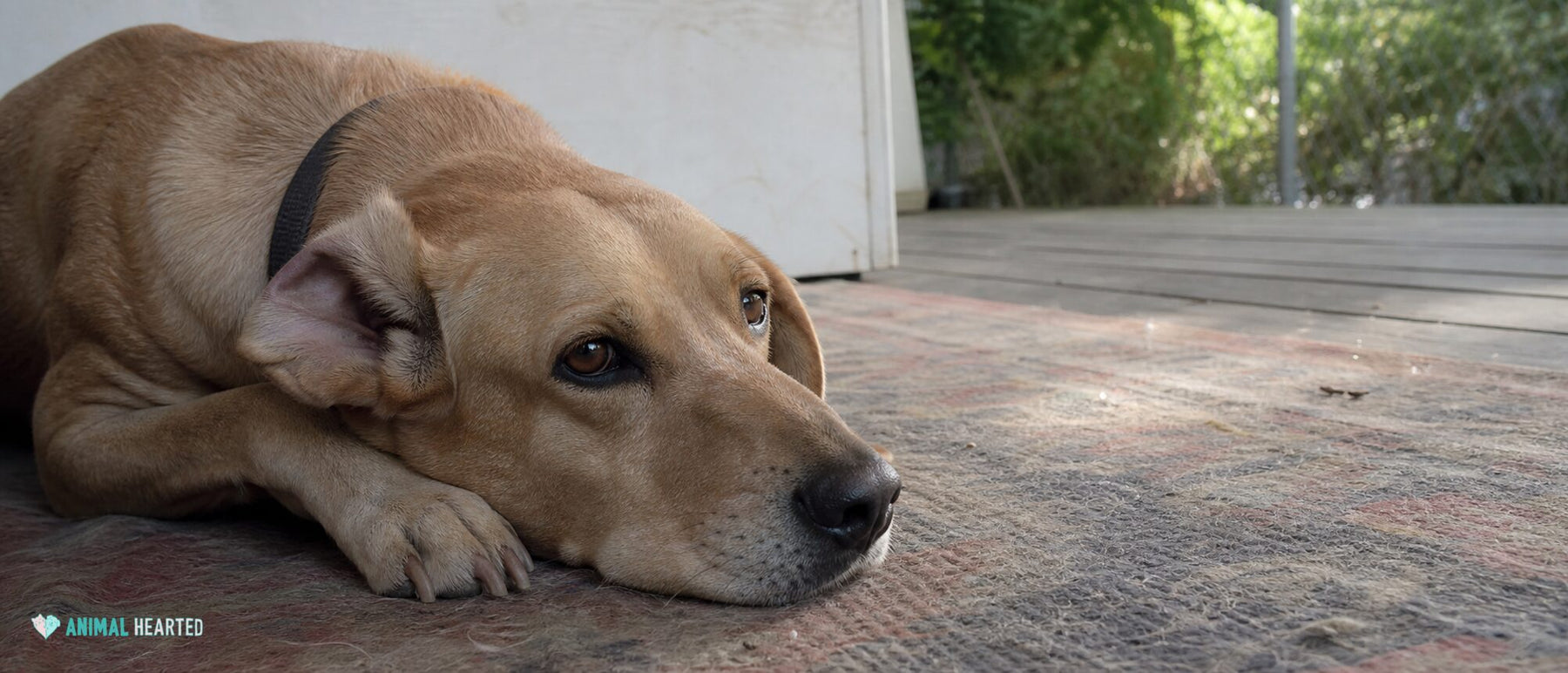 A floppy-eared rescue dog rests with one ear naturally folded back