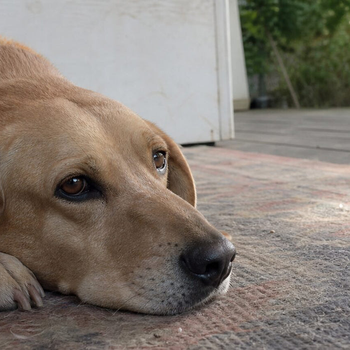 A floppy-eared rescue dog rests with one ear naturally folded back