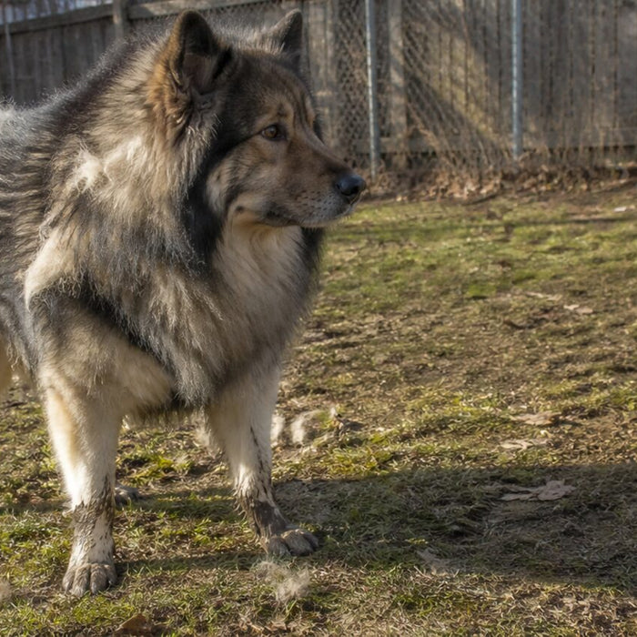 A double-coated dog stands outside during seasonal coat drop