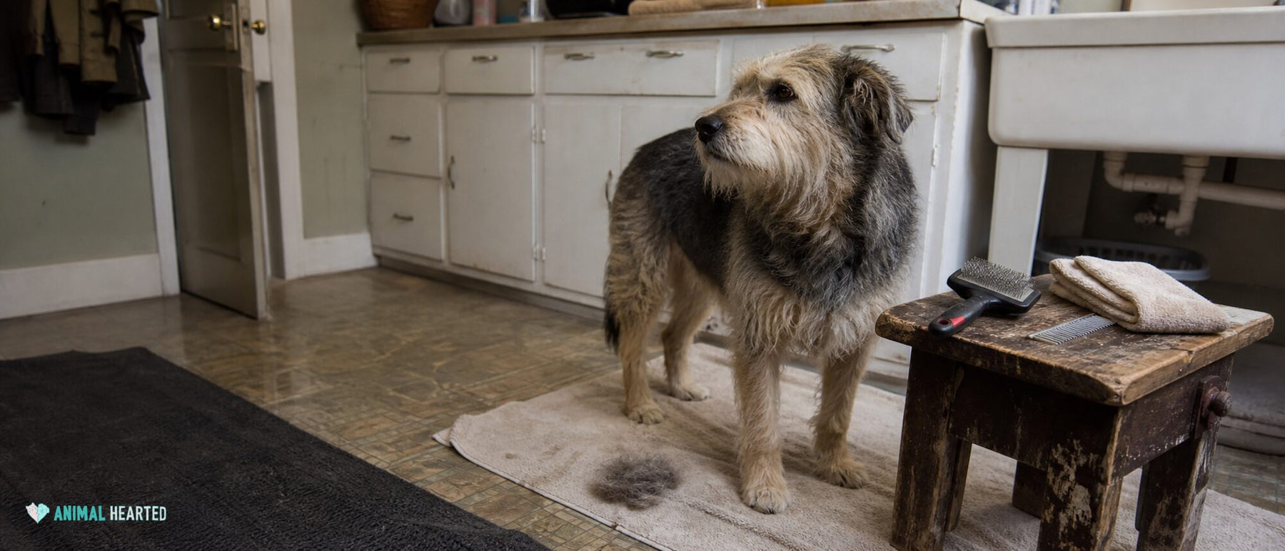 A calm cream rescue dog stands near an open backyard threshold