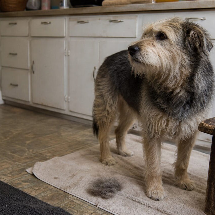 A calm cream rescue dog stands near an open backyard threshold