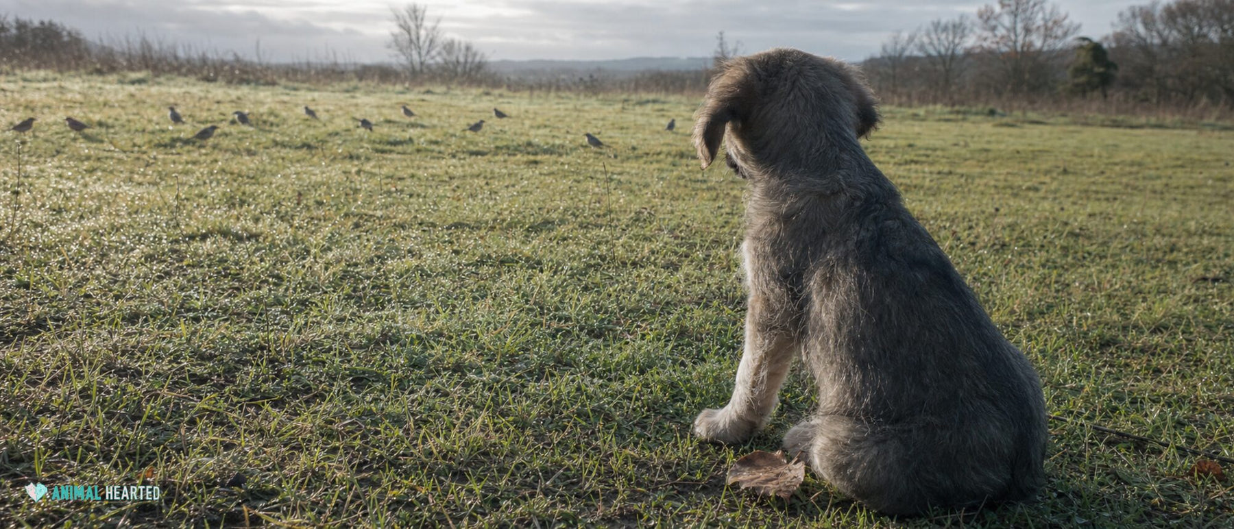 A puppy calmly watches distant neighborhood activity beside a seated pet parent.
