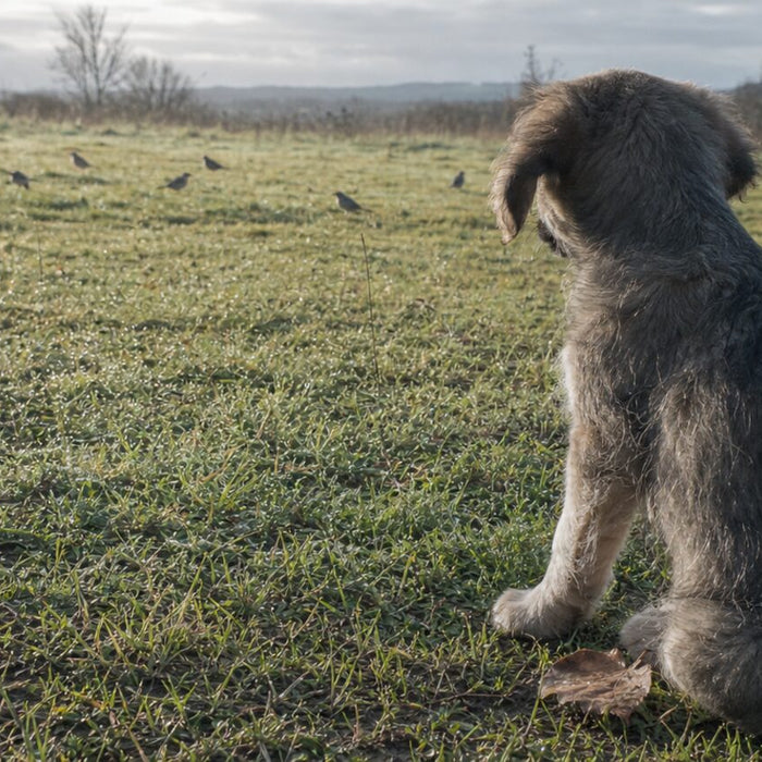 A puppy calmly watches distant neighborhood activity beside a seated pet parent.