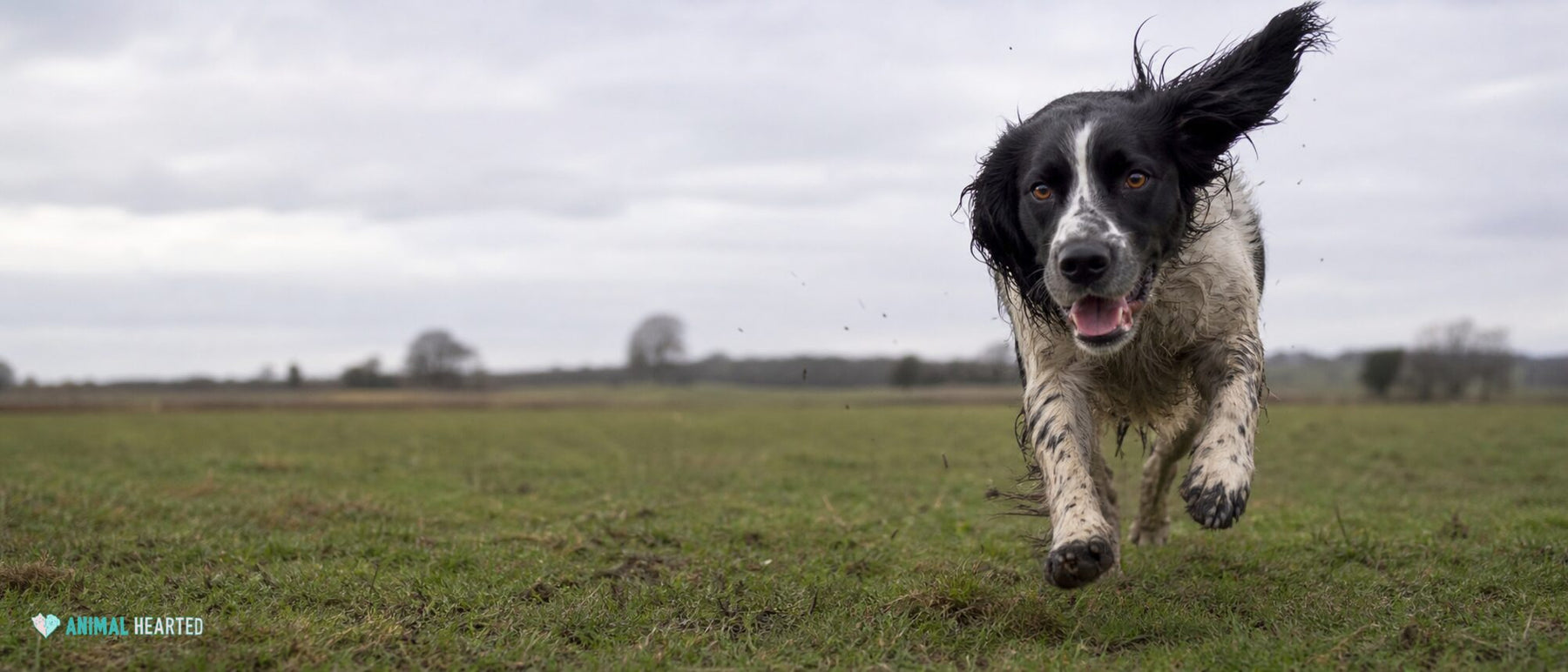 A dog runs toward a crouching pet parent while a long line trails on grass.