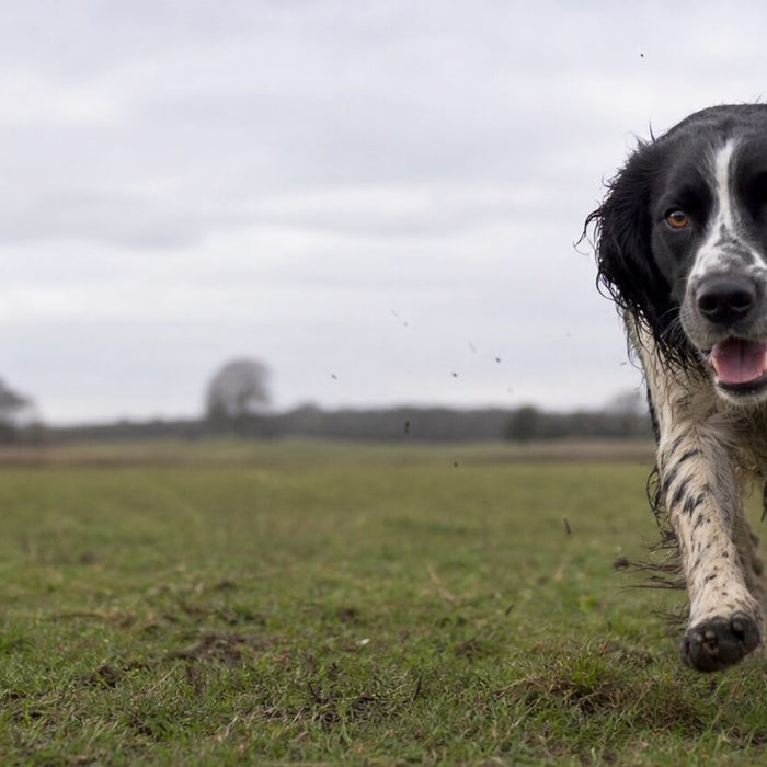 A dog runs toward a crouching pet parent while a long line trails on grass.