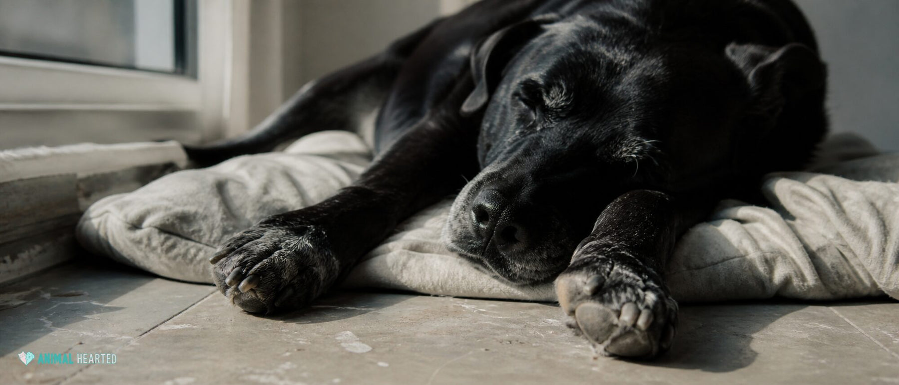 A sleeping dog stretches both front paws toward the camera