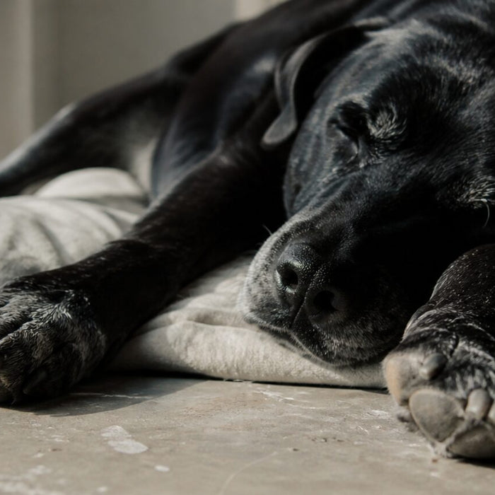 A sleeping dog stretches both front paws toward the camera