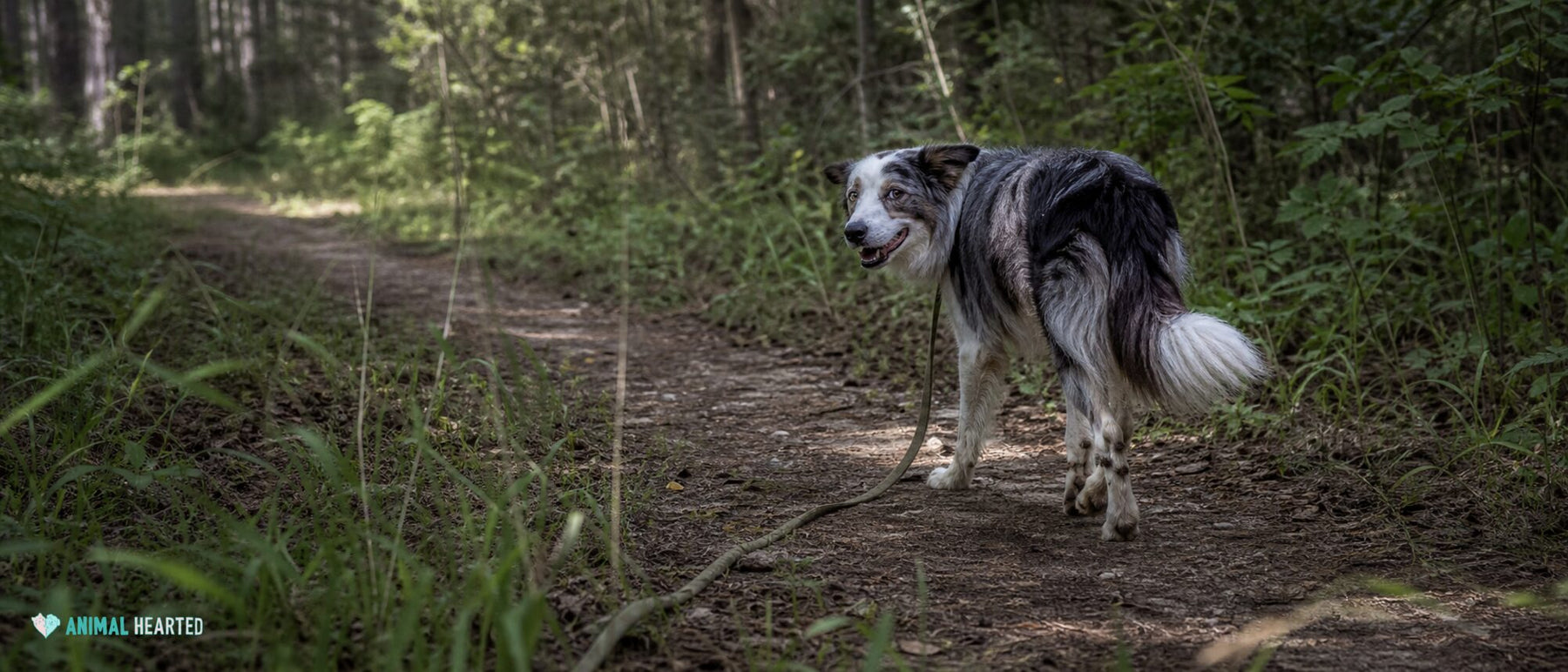 A dog walks on a slack J-shaped lead and glances back at a pet parent on a dirt path.