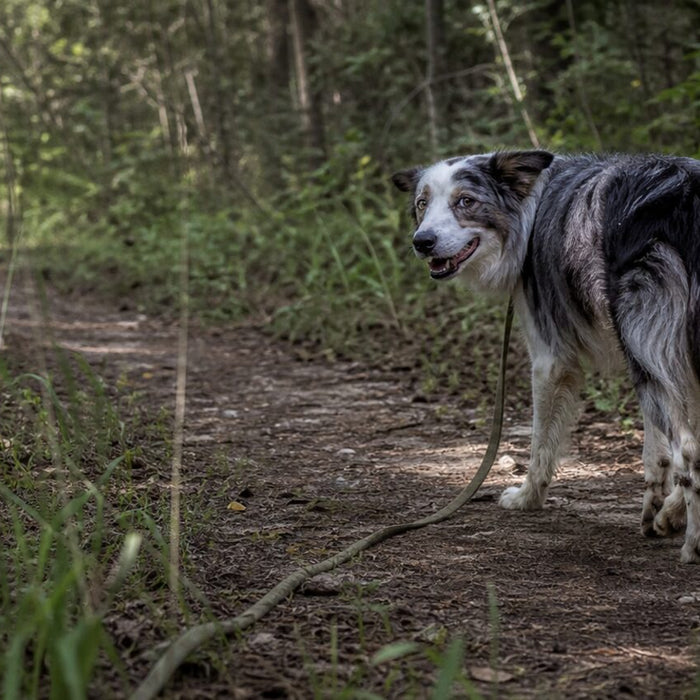 A dog walks on a slack J-shaped lead and glances back at a pet parent on a dirt path.