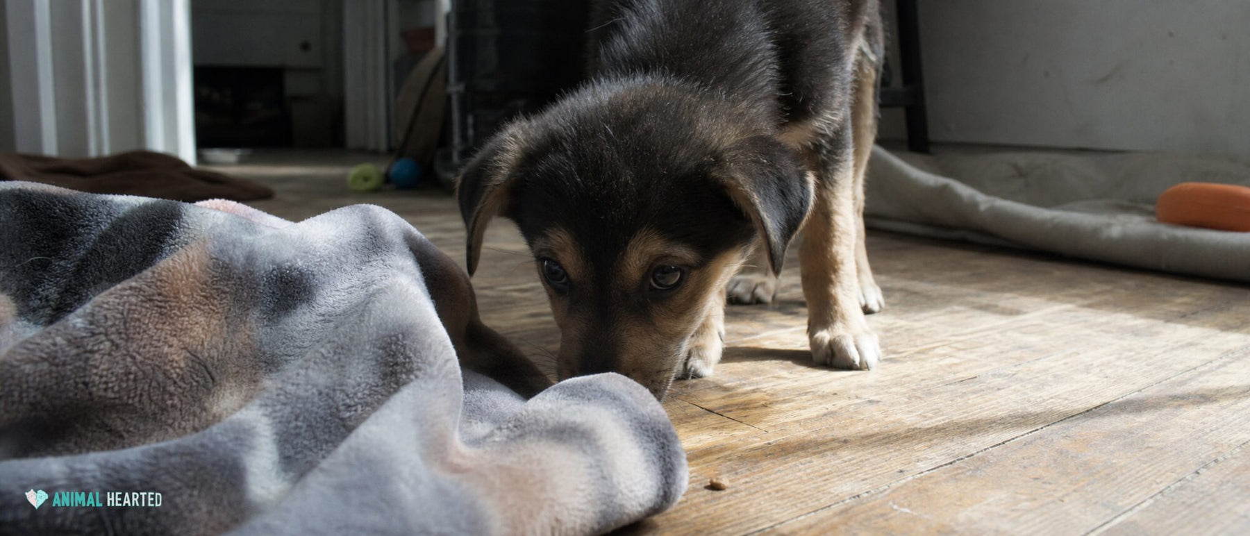 Curious mixed-breed shelter puppy sniffing a rumpled blanket in a real apartment