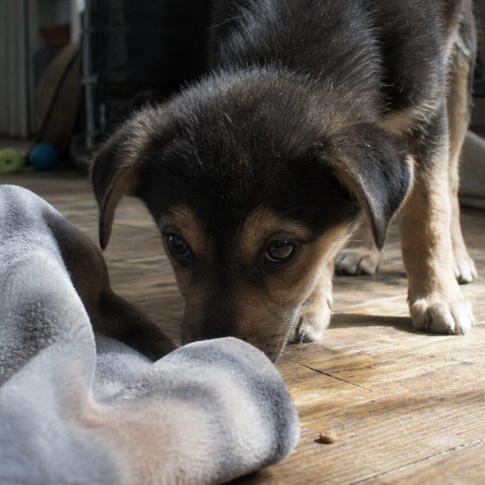 Curious mixed-breed shelter puppy sniffing a rumpled blanket in a real apartment