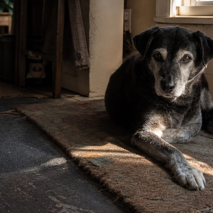 A gray-muzzled senior dog rests on a worn rug with water and a nonslip path nearby.