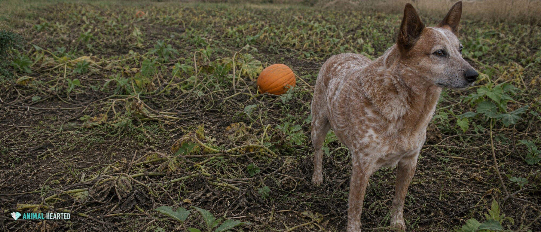 red heeler mix standing among weathered pumpkin vines in an autumn field