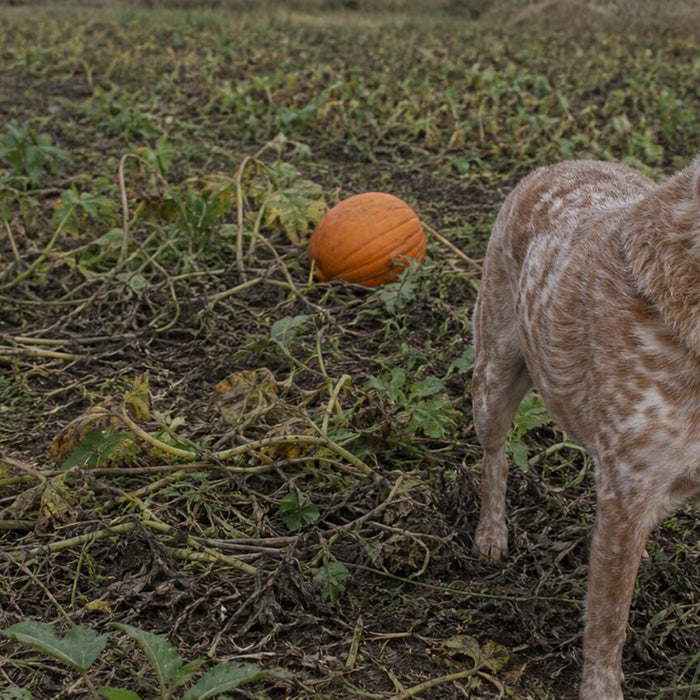 red heeler mix standing among weathered pumpkin vines in an autumn field
