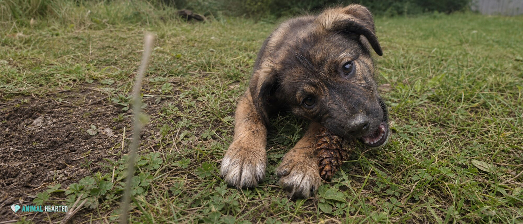 A puppy redirects from a trouser cuff to a soft tug toy held safely by a pet parent.