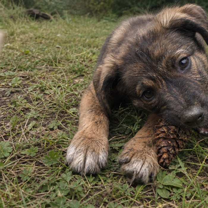 A puppy redirects from a trouser cuff to a soft tug toy held safely by a pet parent.