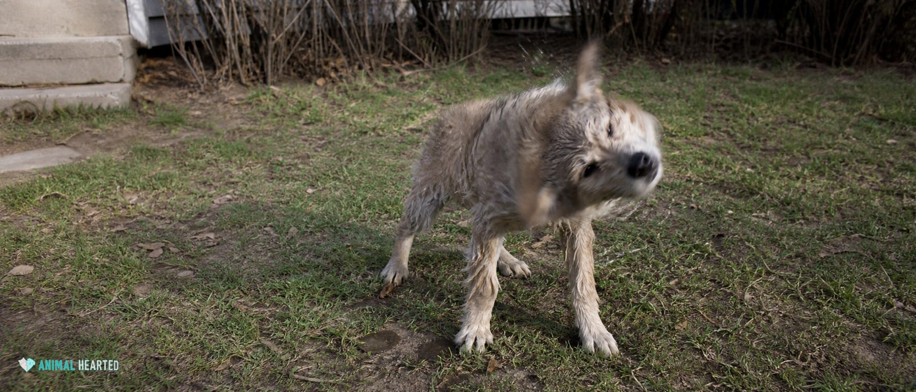 A damp rescue puppy shakes water from its coat outside
