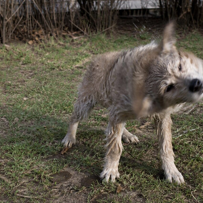 A damp rescue puppy shakes water from its coat outside