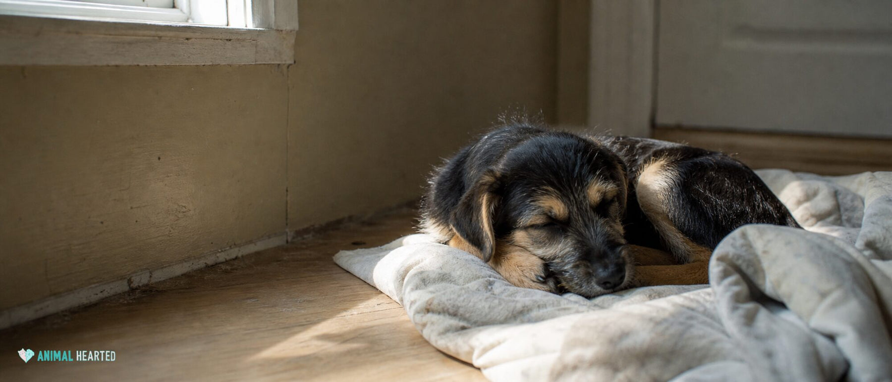 Sleepy mixed-breed rescue puppy curled on a rumpled blanket in a modest room