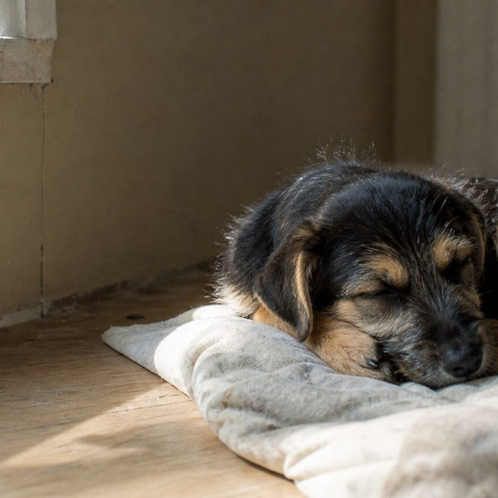 Sleepy mixed-breed rescue puppy curled on a rumpled blanket in a modest room