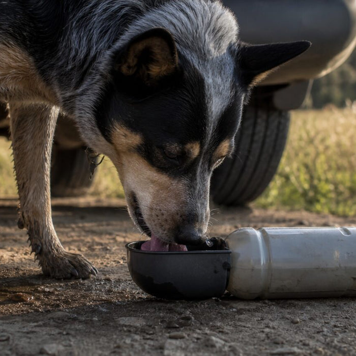 Tan rescue dog drinking from a shallow clear creek beside a dusty trail