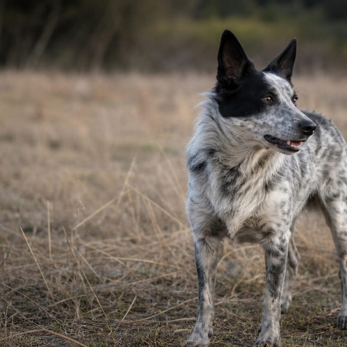 Speckled rescue dog turning toward an off-frame sound in a dry meadow