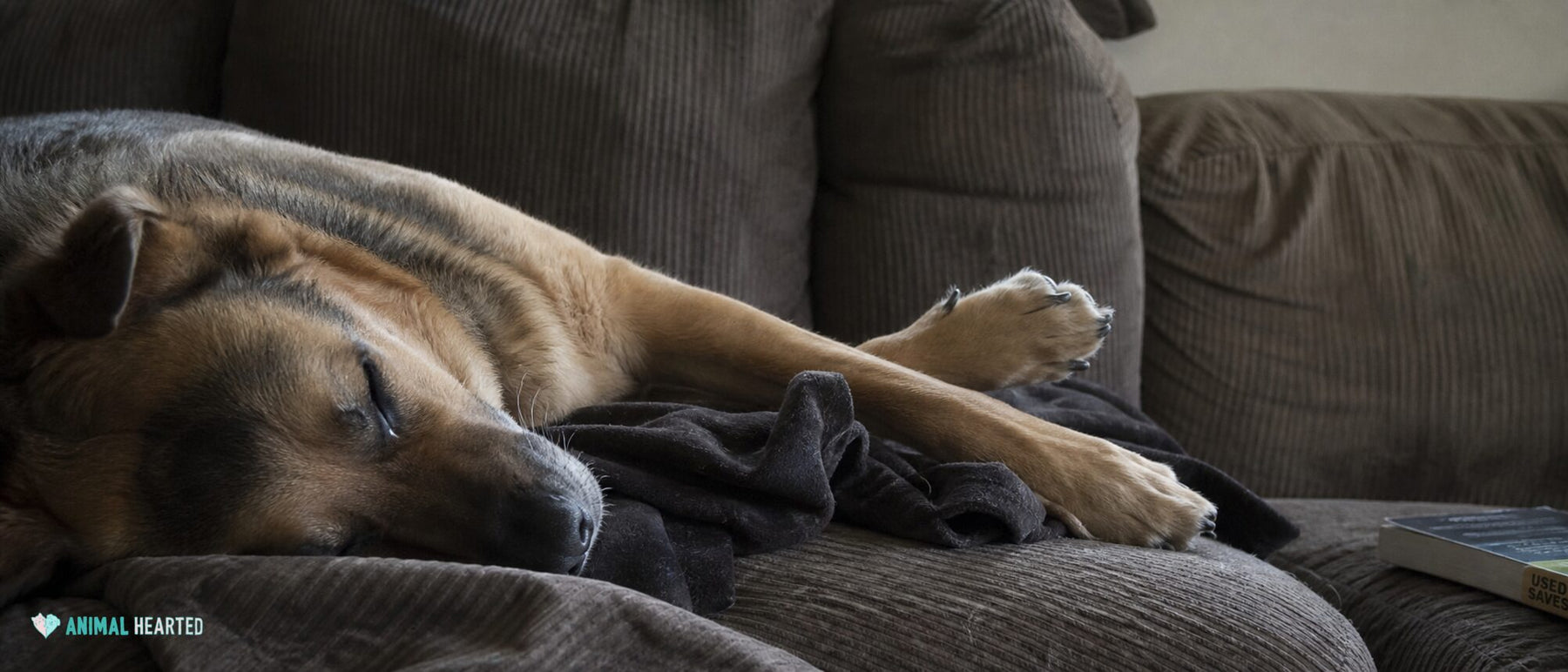 A dog sleeps deeply on a worn corduroy sofa with one paw loosely extended.
