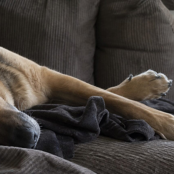 A dog sleeps deeply on a worn corduroy sofa with one paw loosely extended.