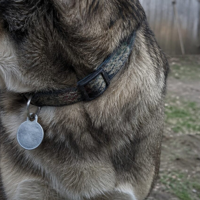 Scruffy adopted terrier standing in a community garden with a plain worn collar