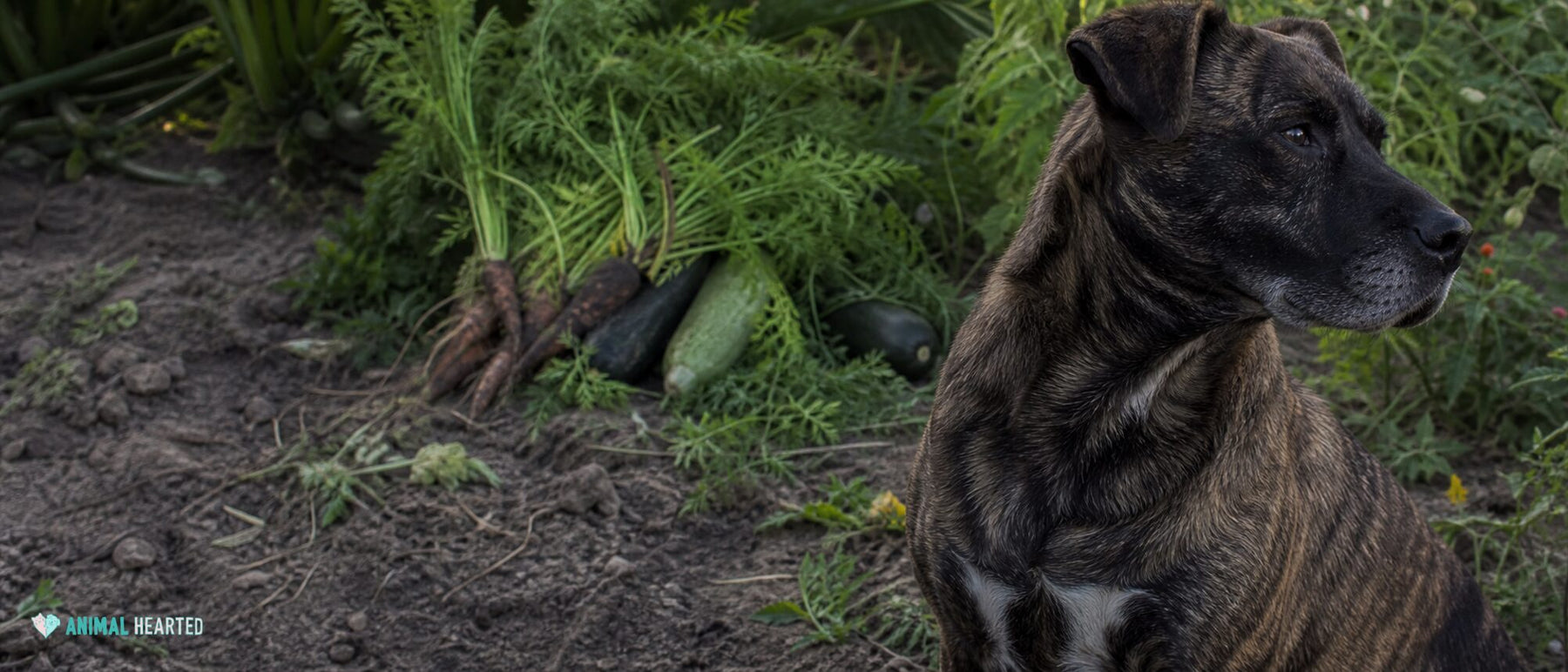 brindle rescue dog beside an overgrown vegetable garden edge with zucchini and carrot foliage still rooted in soil