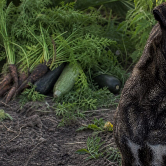 brindle rescue dog beside an overgrown vegetable garden edge with zucchini and carrot foliage still rooted in soil