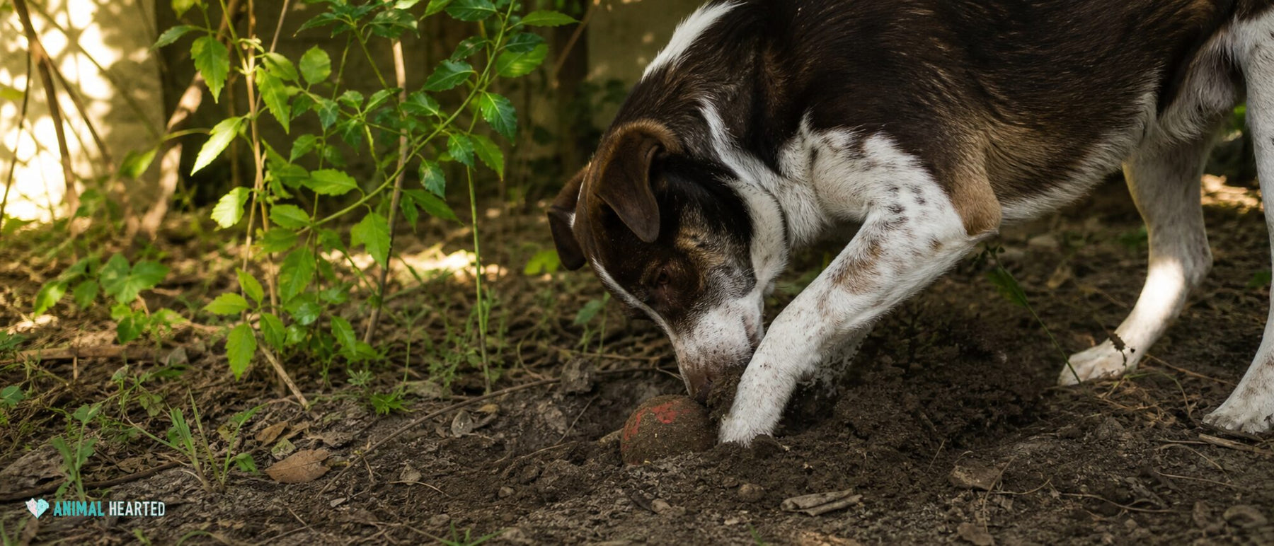 A dog pushes loose soil over a worn toy in a patchy backyard digging corner.