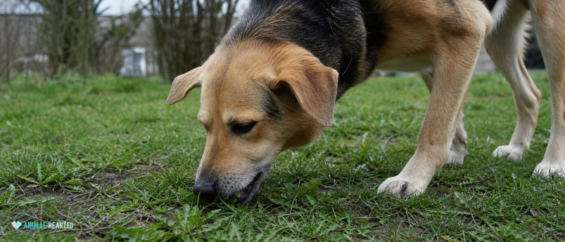 A relaxed dog nibbles a small patch of ordinary grass on a cloudy morning.