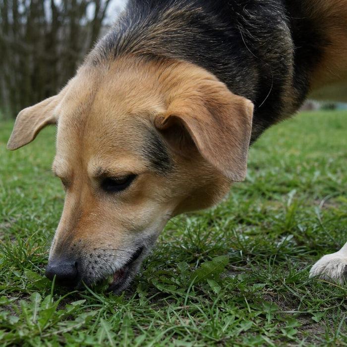 A relaxed dog nibbles a small patch of ordinary grass on a cloudy morning.