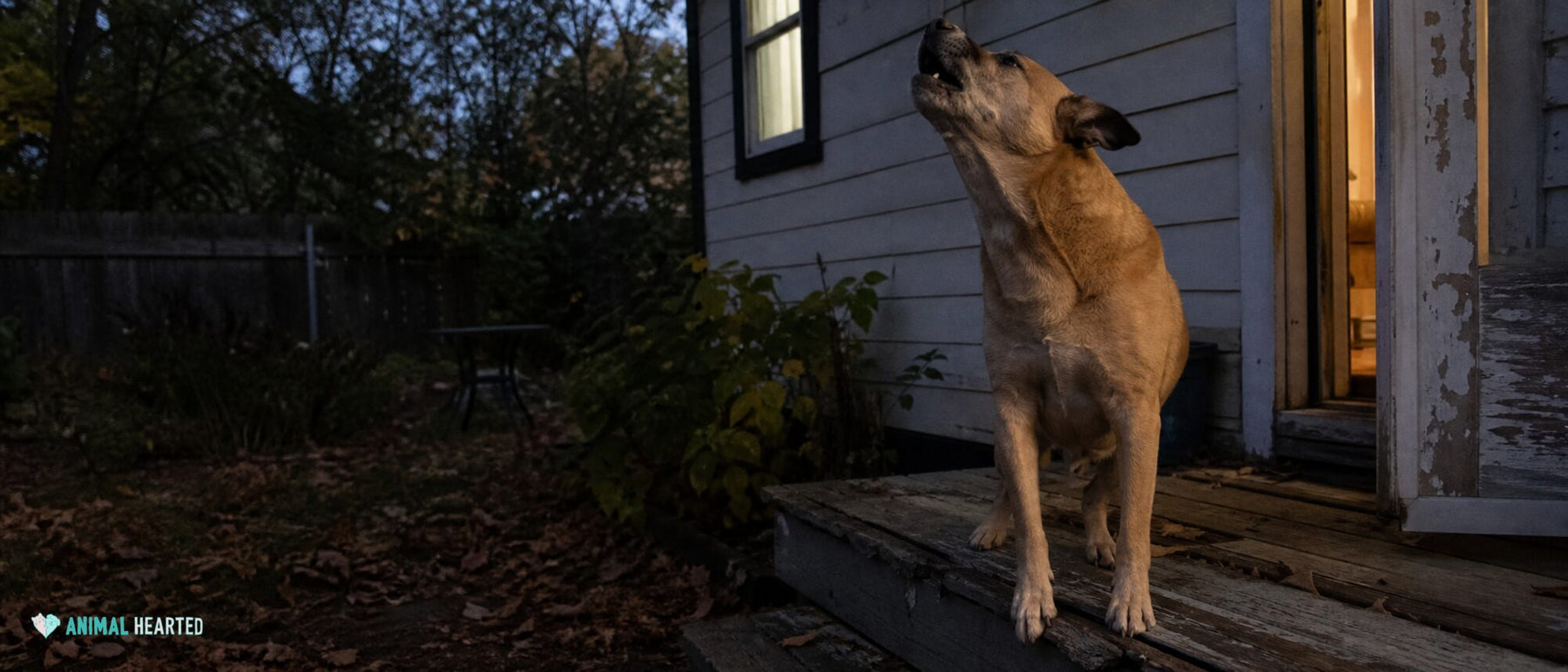 A dog howls from a weathered back step while listening toward the dark yard.
