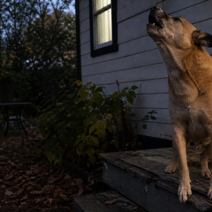 A dog howls from a weathered back step while listening toward the dark yard.