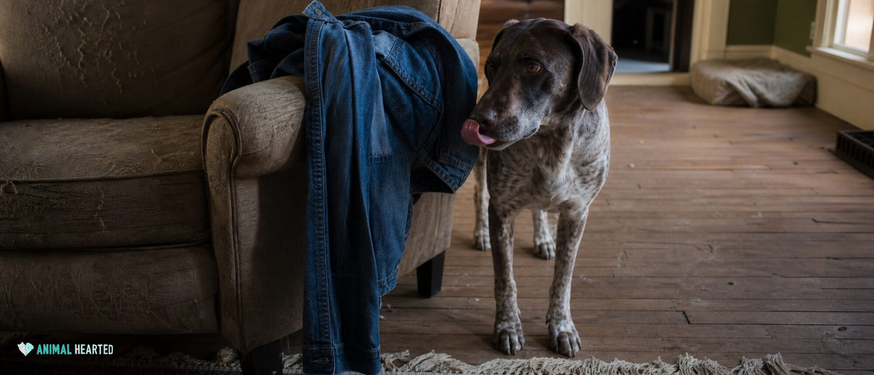 A loose-bodied dog gives one quick tongue flick after sniffing a denim jacket on an old chair.