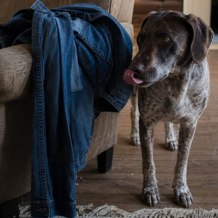 A loose-bodied dog gives one quick tongue flick after sniffing a denim jacket on an old chair.