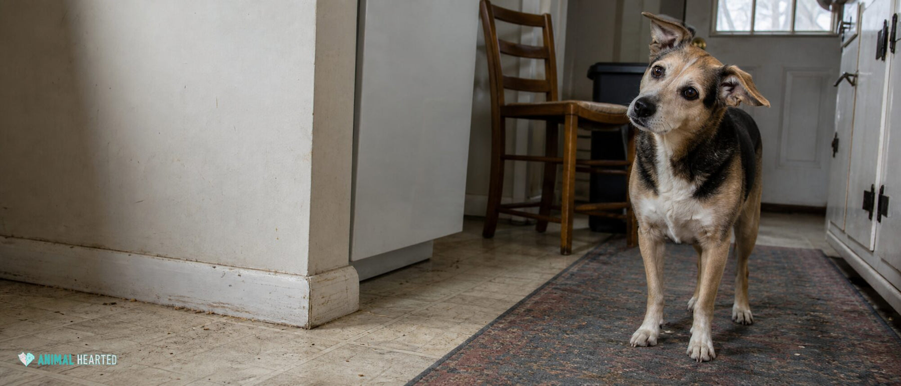 A balanced dog makes a small head tilt toward an ordinary sound in a lived-in kitchen.