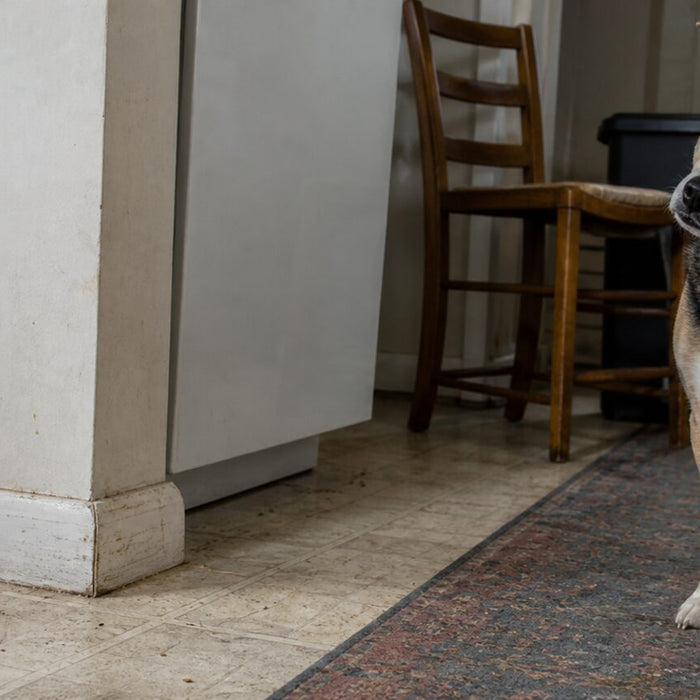 A balanced dog makes a small head tilt toward an ordinary sound in a lived-in kitchen.