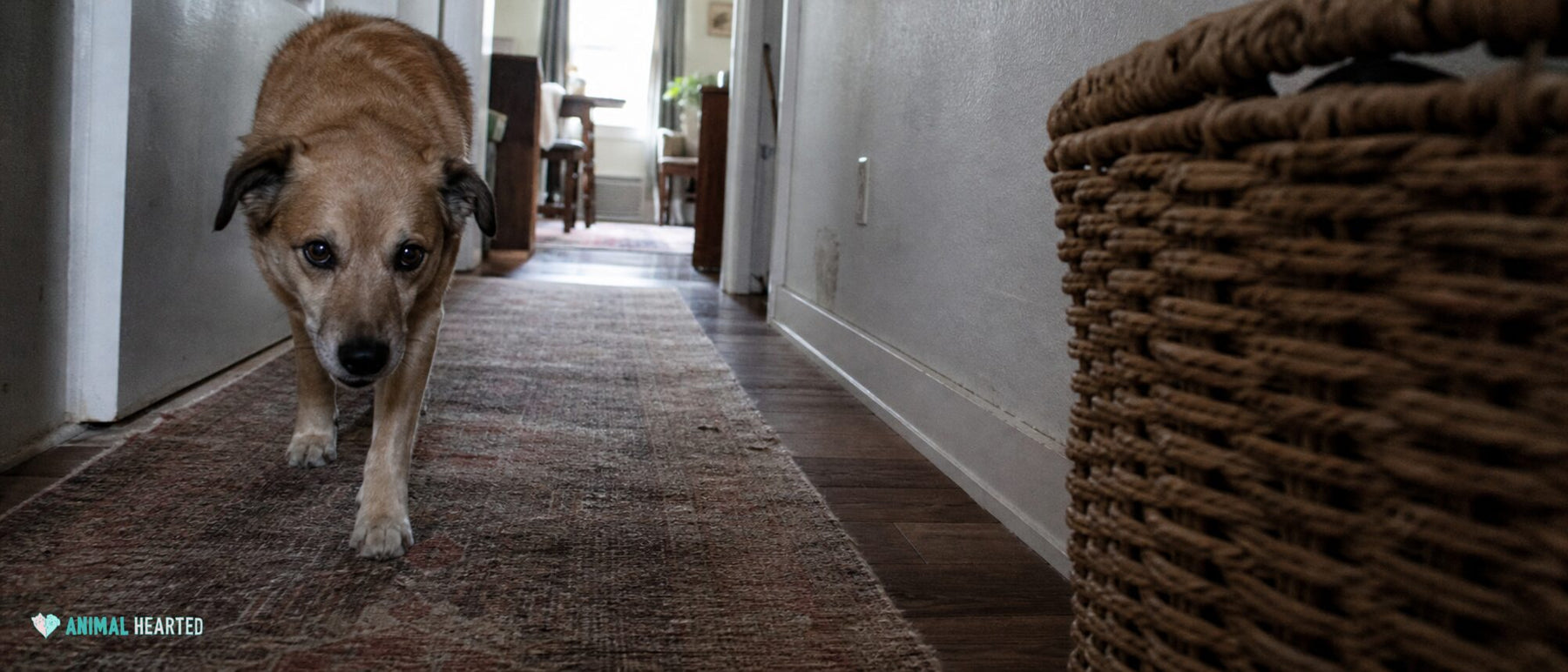 A dog walks one step behind the camera along a faded hallway runner.