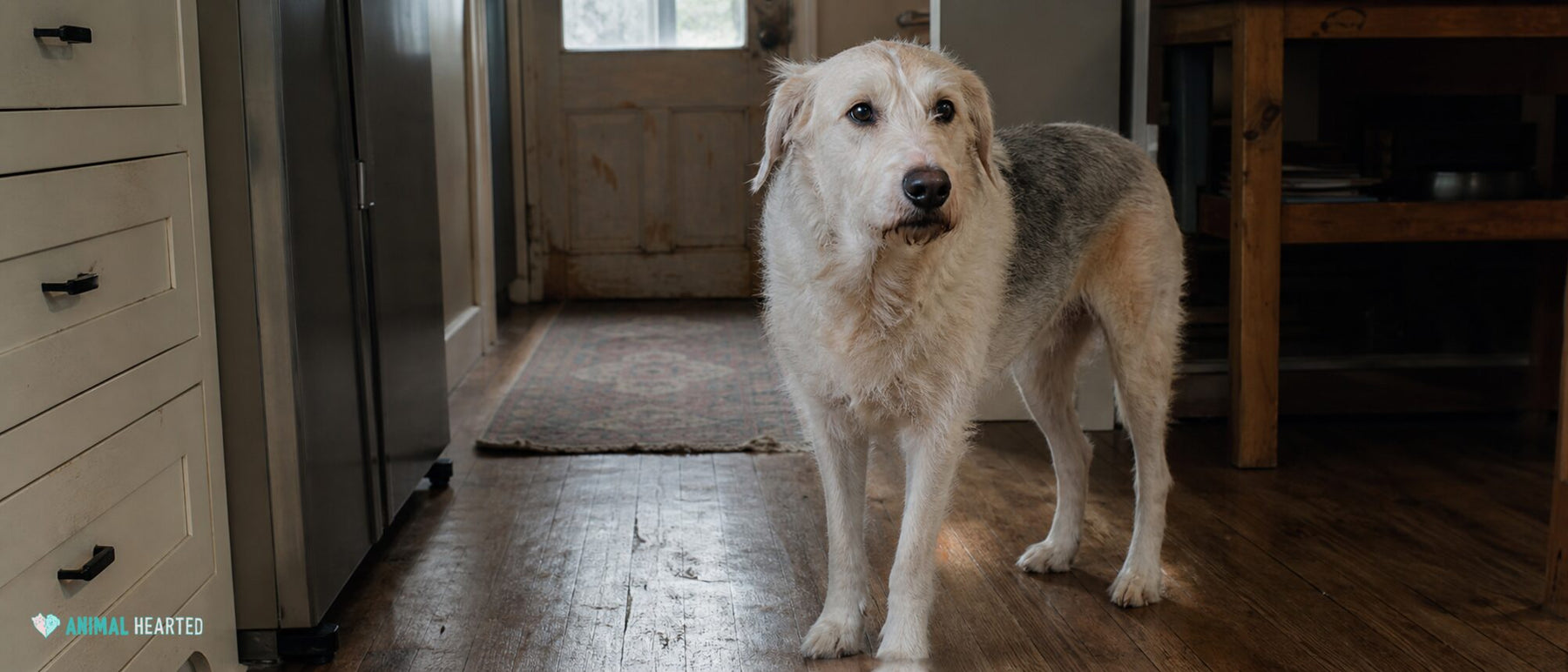 A loose-bodied dog looks just past the camera from the edge of an ordinary kitchen.