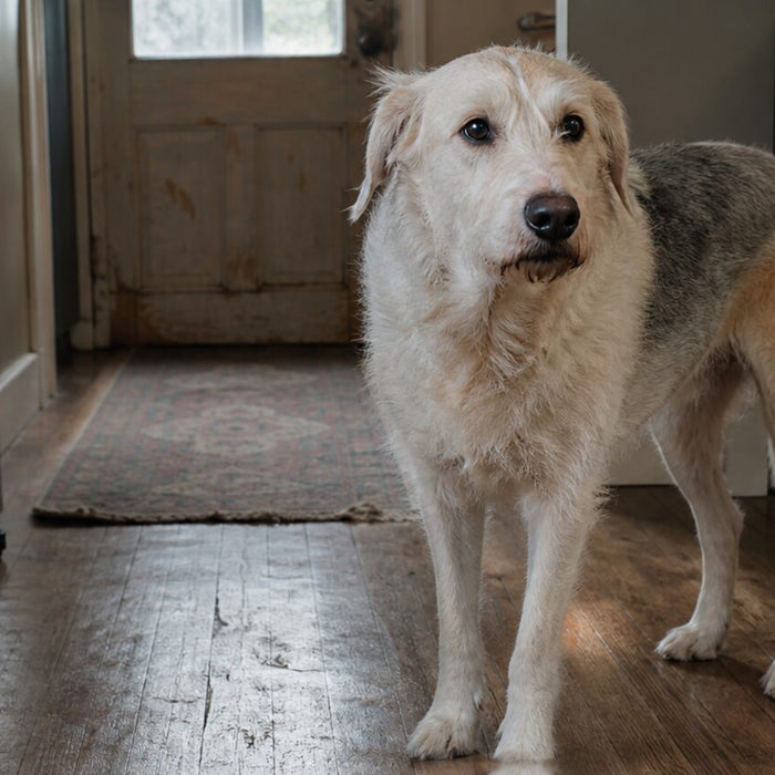 A loose-bodied dog looks just past the camera from the edge of an ordinary kitchen.