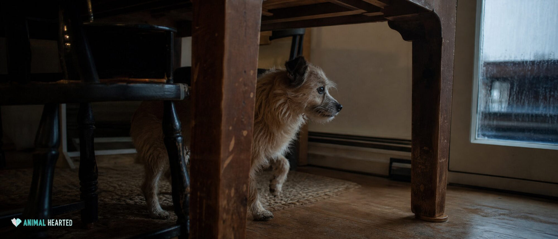 A small dog stands under a worn table and listens toward a rainy window.
