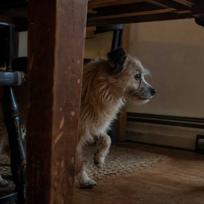 A small dog stands under a worn table and listens toward a rainy window.