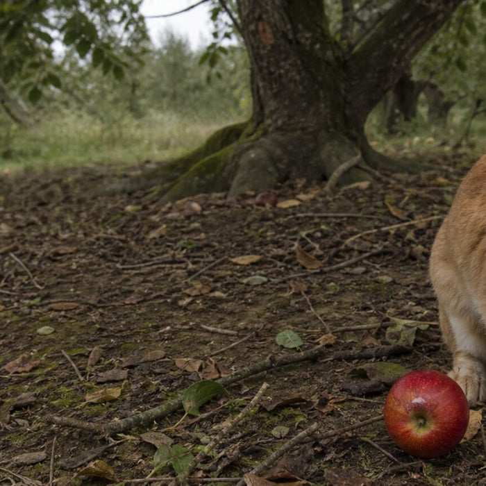 cinnamon-colored domestic rabbit investigating one small windfallen red apple beneath an old orchard tree
