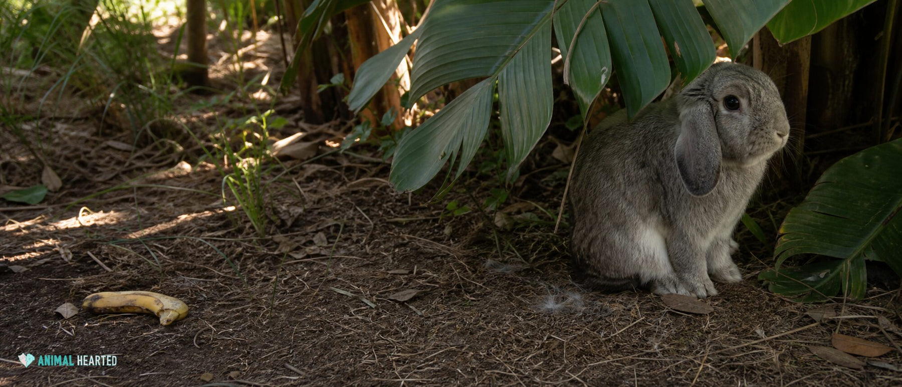 gray lop rabbit sitting beneath broad green banana leaves in a humid garden
