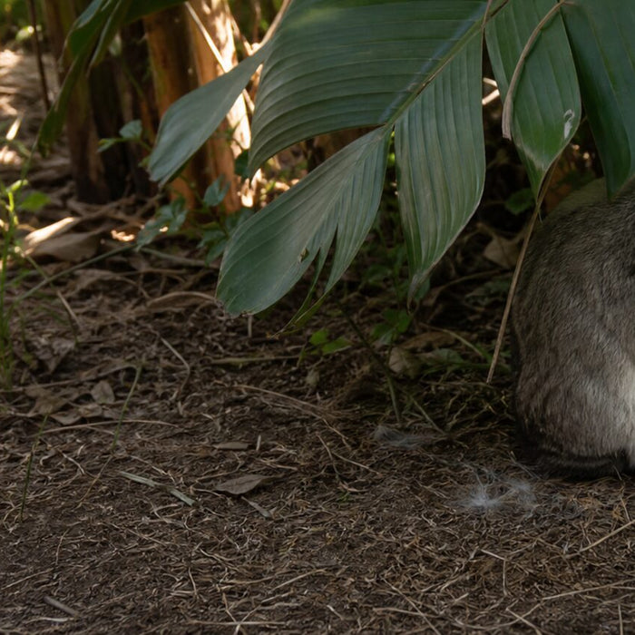 gray lop rabbit sitting beneath broad green banana leaves in a humid garden